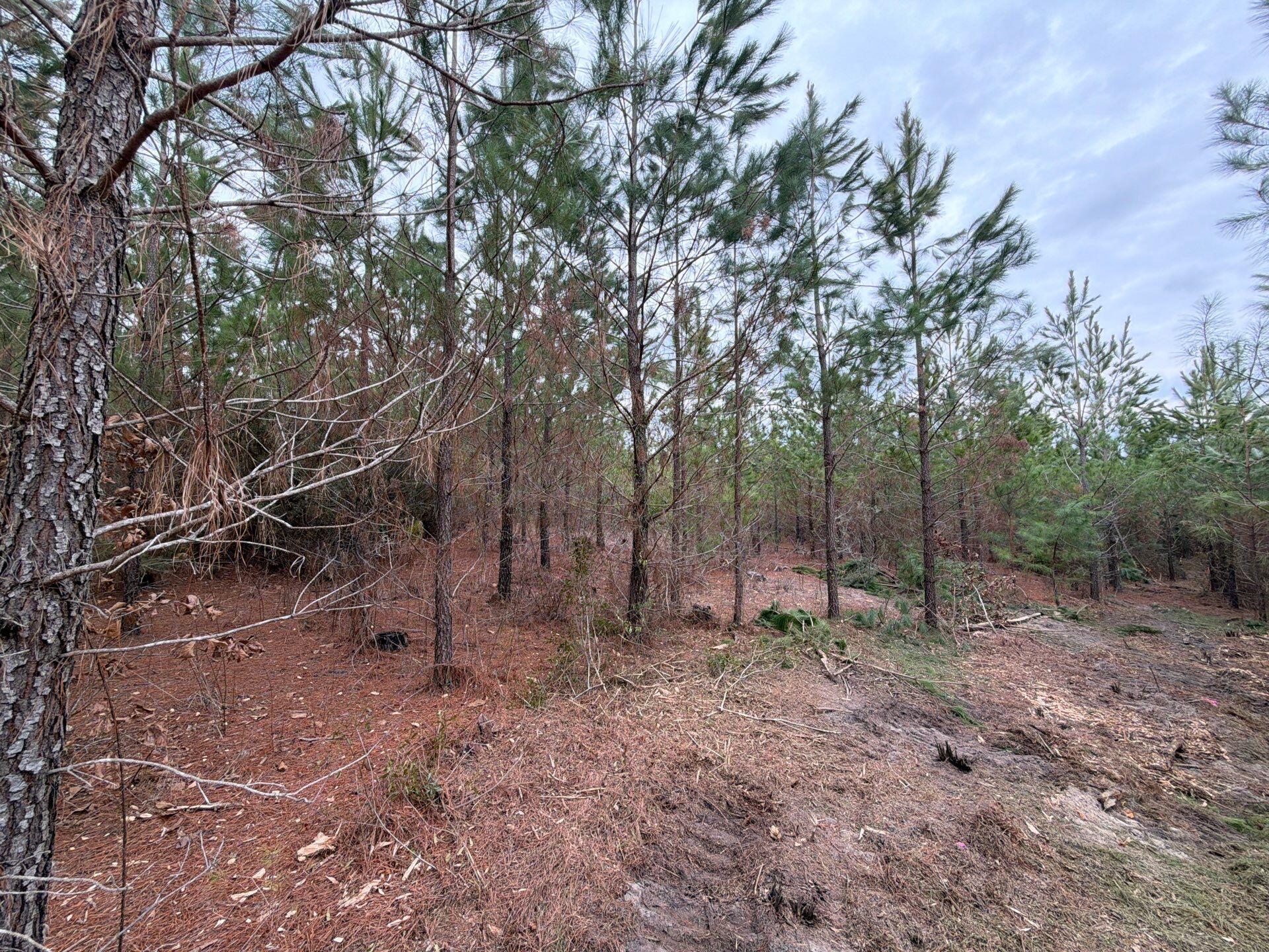 4 J C J C Barefoot Road Patrick, SC 29584 - Photo 19 of 21 5-Feb 11 2026 06_10pm-Lxv7