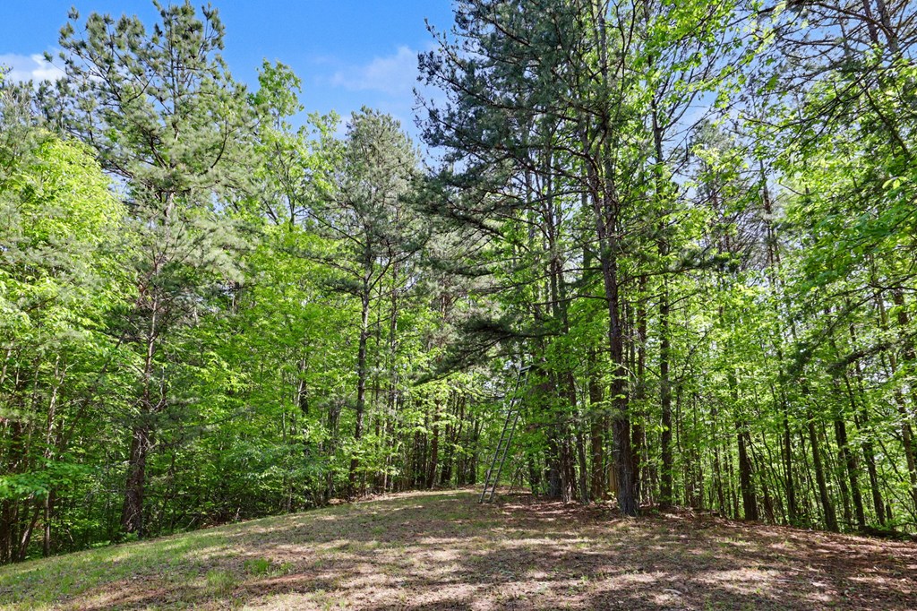 3235 Hiwassee Dam Access Road Murphy, NC 28906 - Photo 12 of 45 a view of a yard with plants and large trees