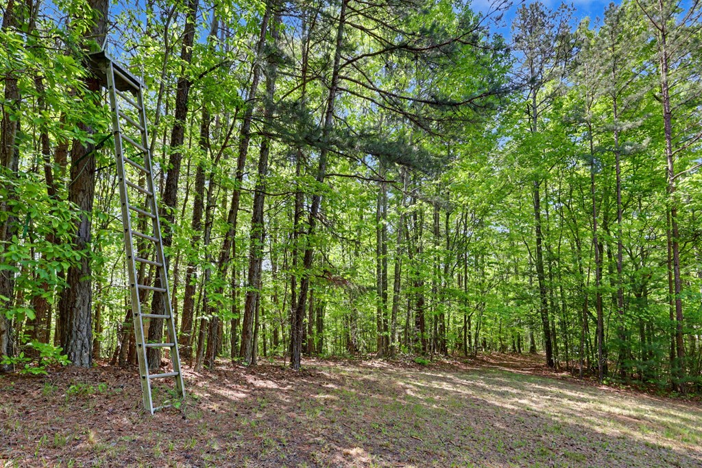 3235 Hiwassee Dam Access Road Murphy, NC 28906 - Photo 13 of 45 a view of outdoor space with deck and trees