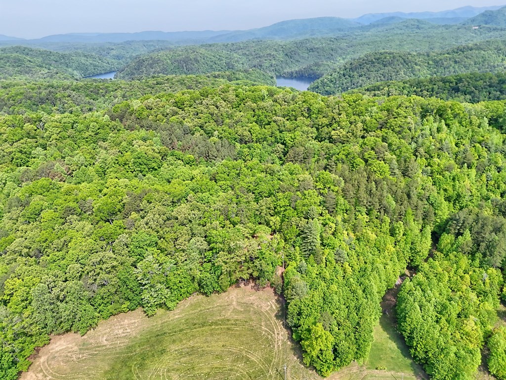 3235 Hiwassee Dam Access Road Murphy, NC 28906 - Photo 14 of 45 a view of a lush green forest with lush green forest