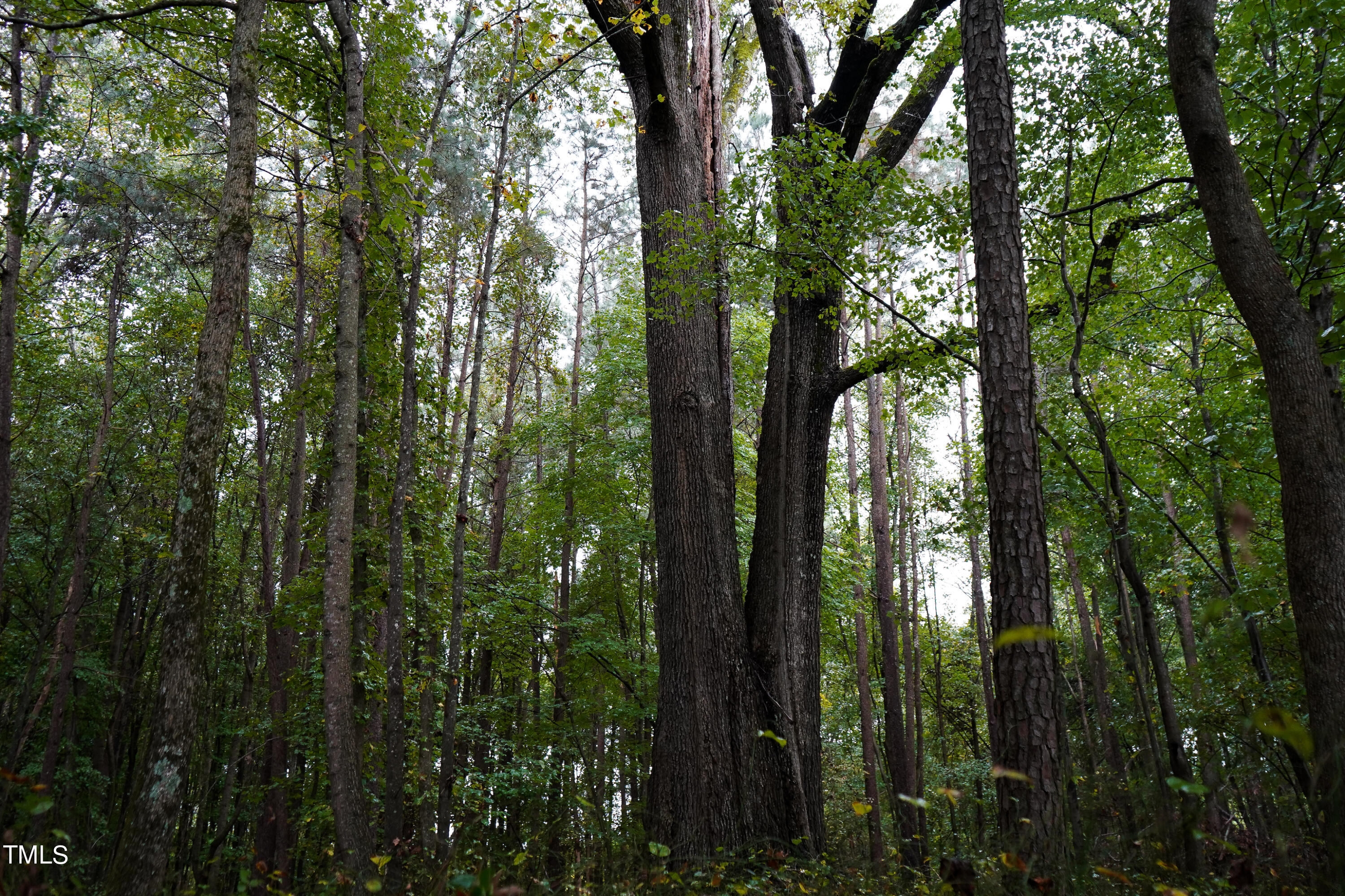 39.8-acres Rick Boone Road Castalia, NC 27816 - Photo 26 of 35 26