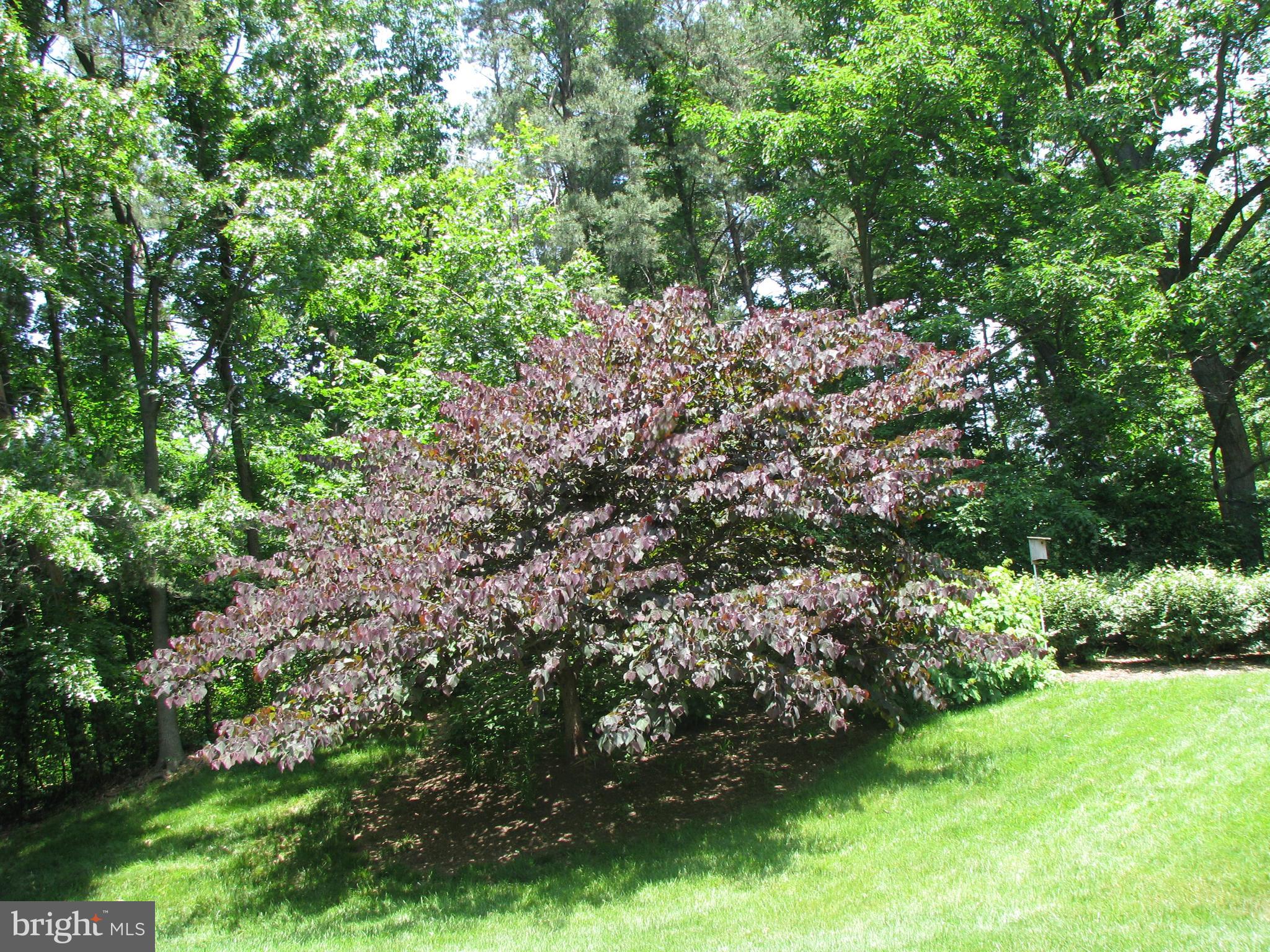 205 Yoakum Parkway, Unit 626 Alexandria, VA 22304 - Photo 81 of 83 a view of a garden