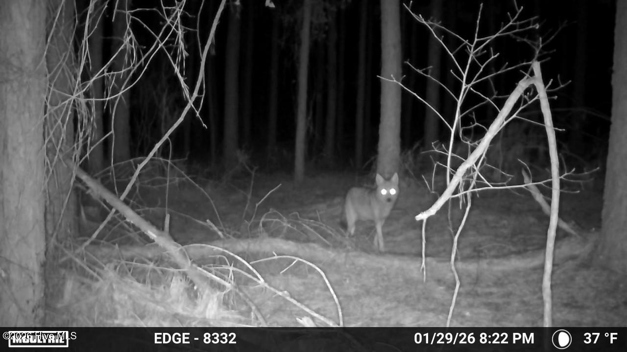645 Bent Knee Road Keysville, GA 30816 - Photo 24 of 27 TrailCam3