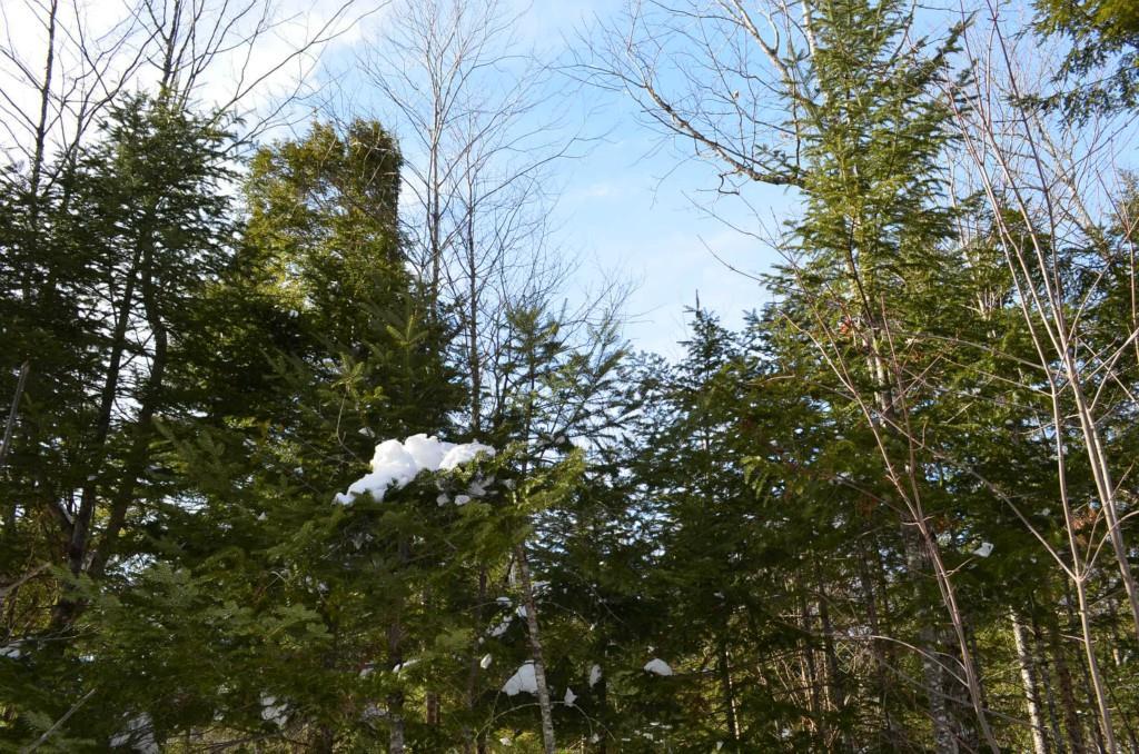 0 Butterfield Ridge Road Lincoln, ME 04457 - Photo 16 of 21 Tall timber