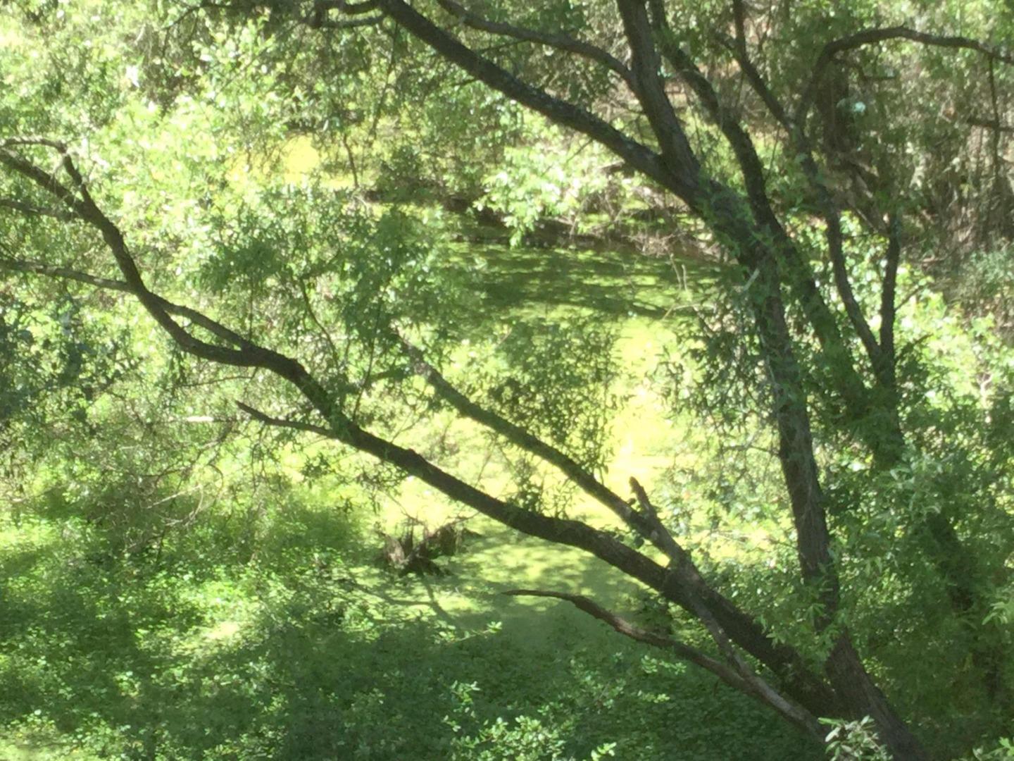 200 Valley View Road Watsonville, CA 95076 - Photo 15 of 17 a view of tree