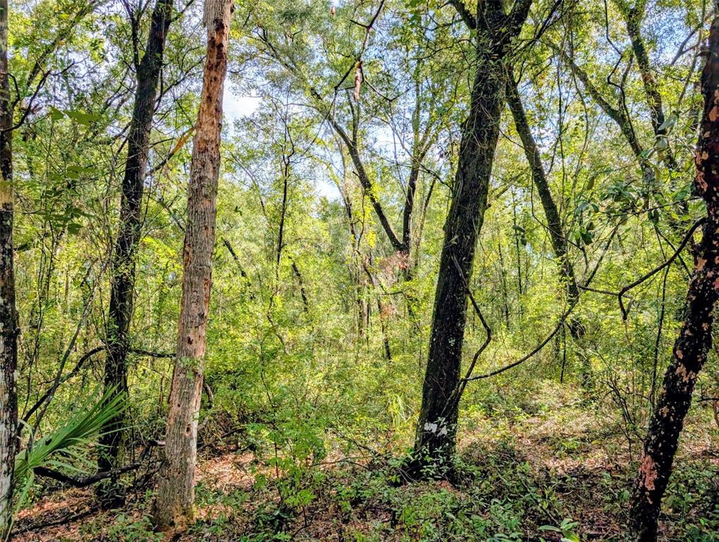 Bright Way DeLand, FL 32720 - Photo 4 of 4