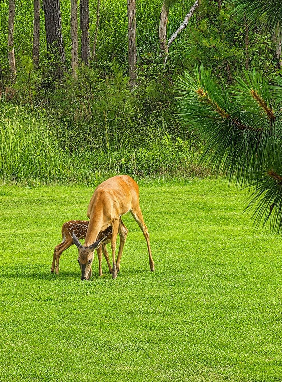 27351 Phoenix Church Road Crisfield, MD 21817 - Photo 20 of 21 Deer and Fawn in rear yard