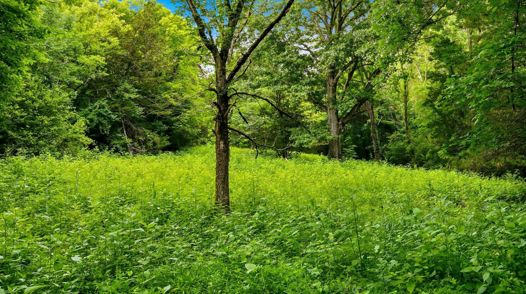 427 Adams Road Watertown, TN 37184 - Photo 37 of 68