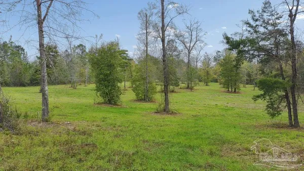 a view of a field with a tree