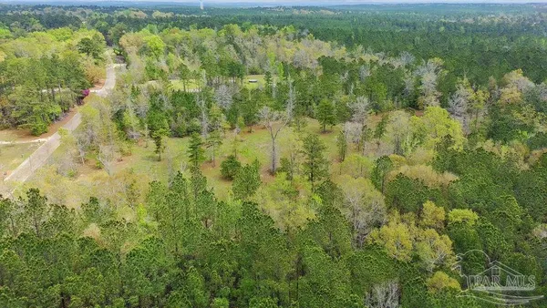 a view of a forest with a lake