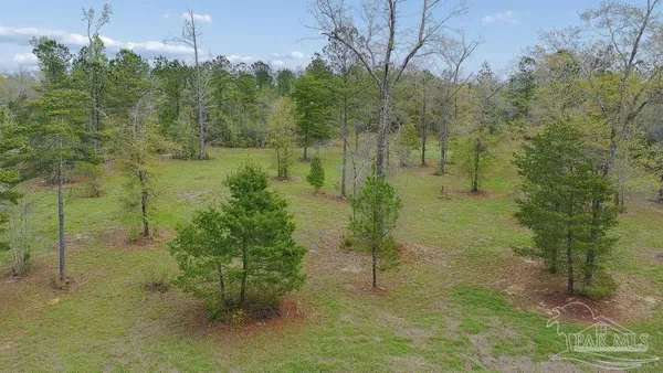 a view of a forest with a house
