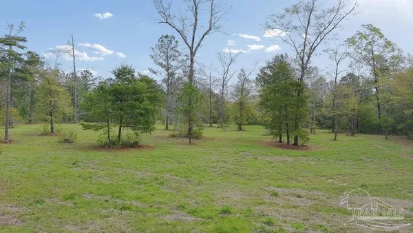 a view of a field with a tree