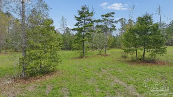 a view of a tree in a yard