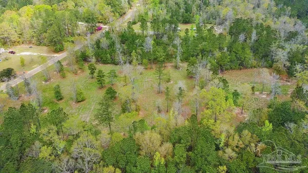a view of a yard with plants and large trees