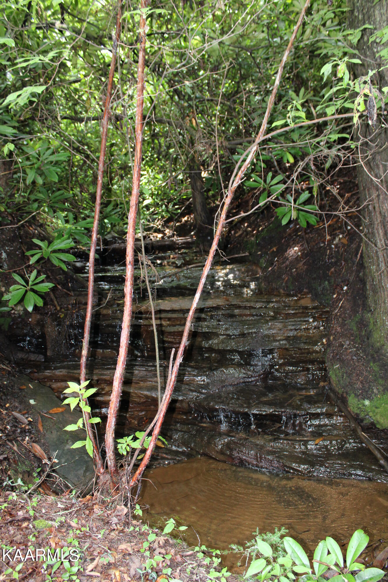 1398 Panther Branch Road Jamestown, TN 38556 - Photo 29 of 56 IMG_0867