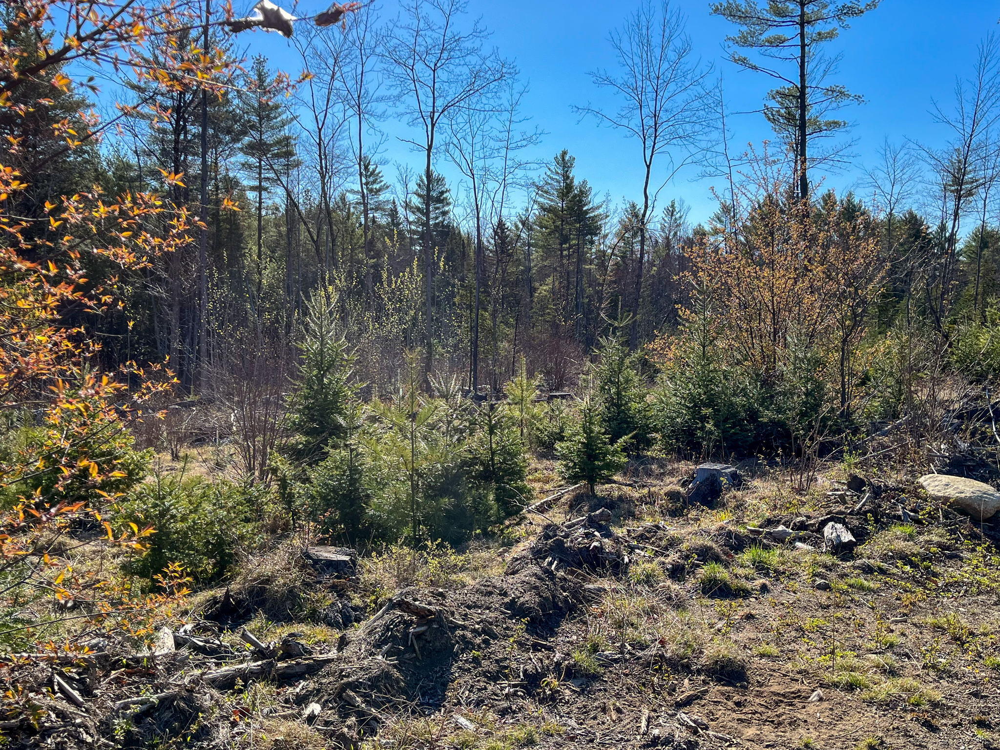 0 Rich Road Harrison, ME 04040 - Photo 1 of 10 10-web-or-mls-IMG_9837