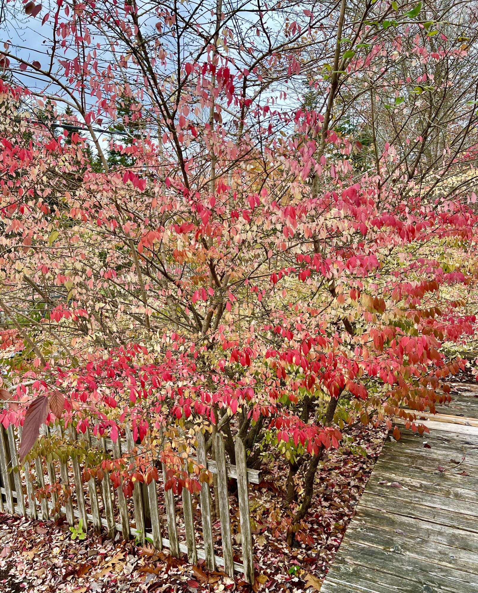 38 Indian Point Road Bar Harbor, ME 04609 - Photo 59 of 63 Yard