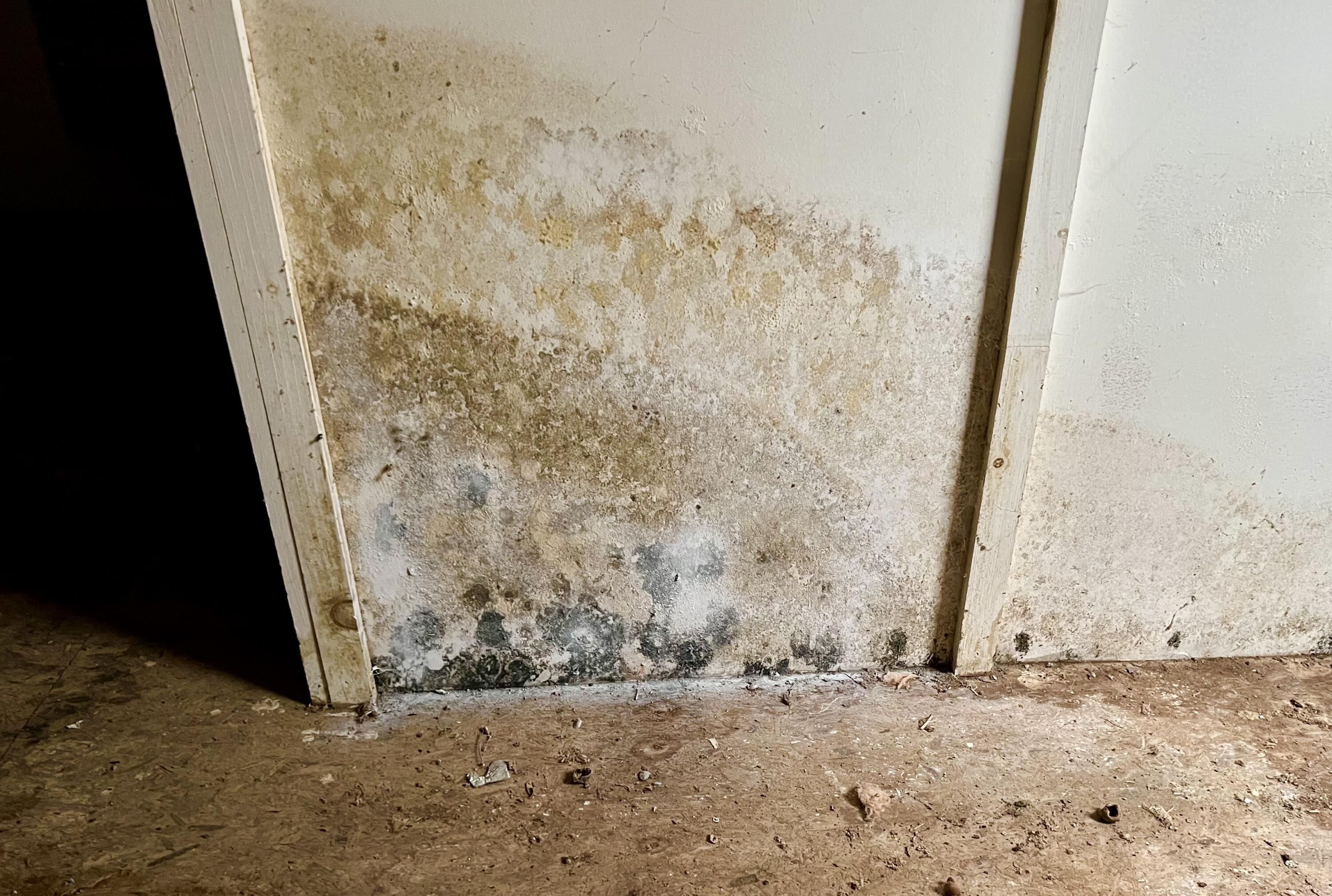 38 Indian Point Road Bar Harbor, ME 04609 - Photo 60 of 75 Mold