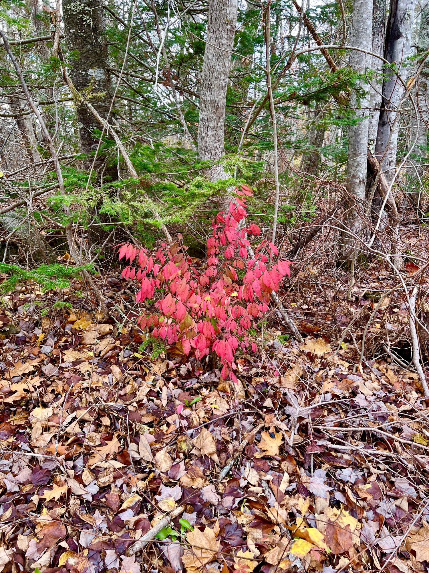 38 Indian Point Road Bar Harbor, ME 04609 - Photo 61 of 63 Land