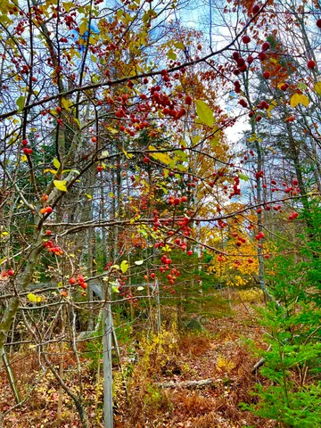 $419,000 | 38 Indian Point Road, Bar Harbor, ME 04609