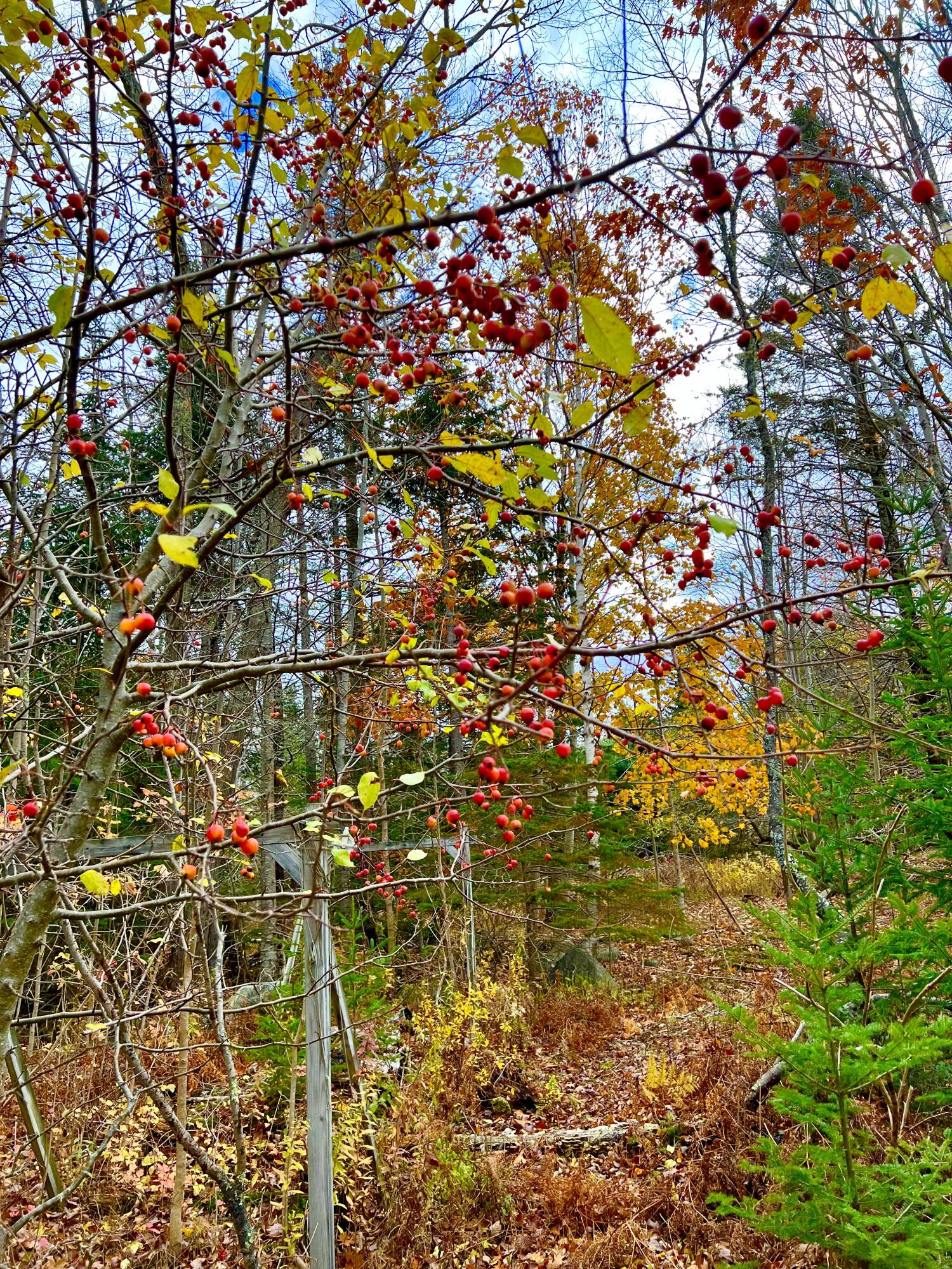 38 Indian Point Road Bar Harbor, ME 04609 - Photo 72 of 75 Land