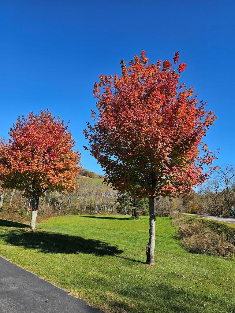 5325 Clearfork Road Bastian, VA 24314 - Photo 25 of 26 Gallery Image 25