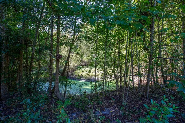 a view of a park that has large trees