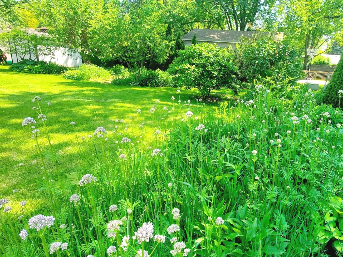 33 Ingleshire Road Montgomery, IL 60538 - Photo 17 of 22 a view of yard with green space