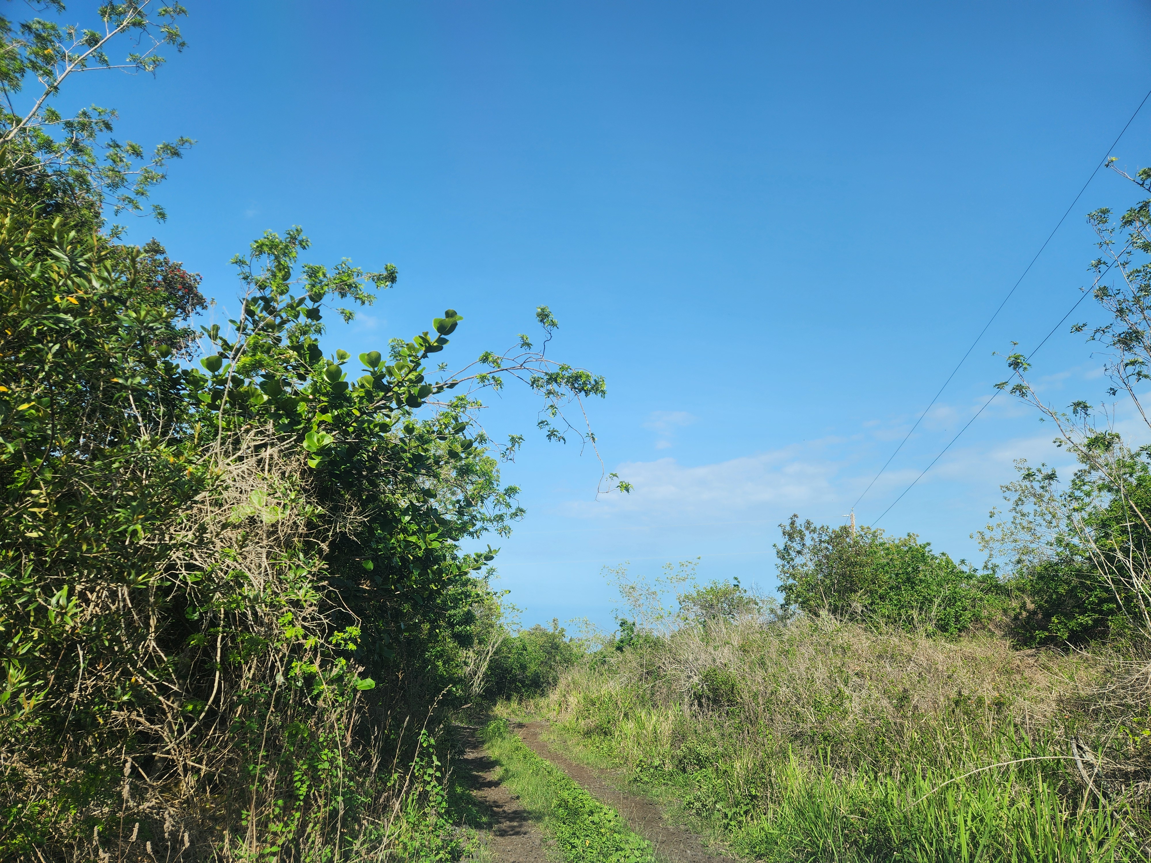 0 Th Captain Cook, HI 96704 - Photo 2 of 6 a view of a plant in a garden