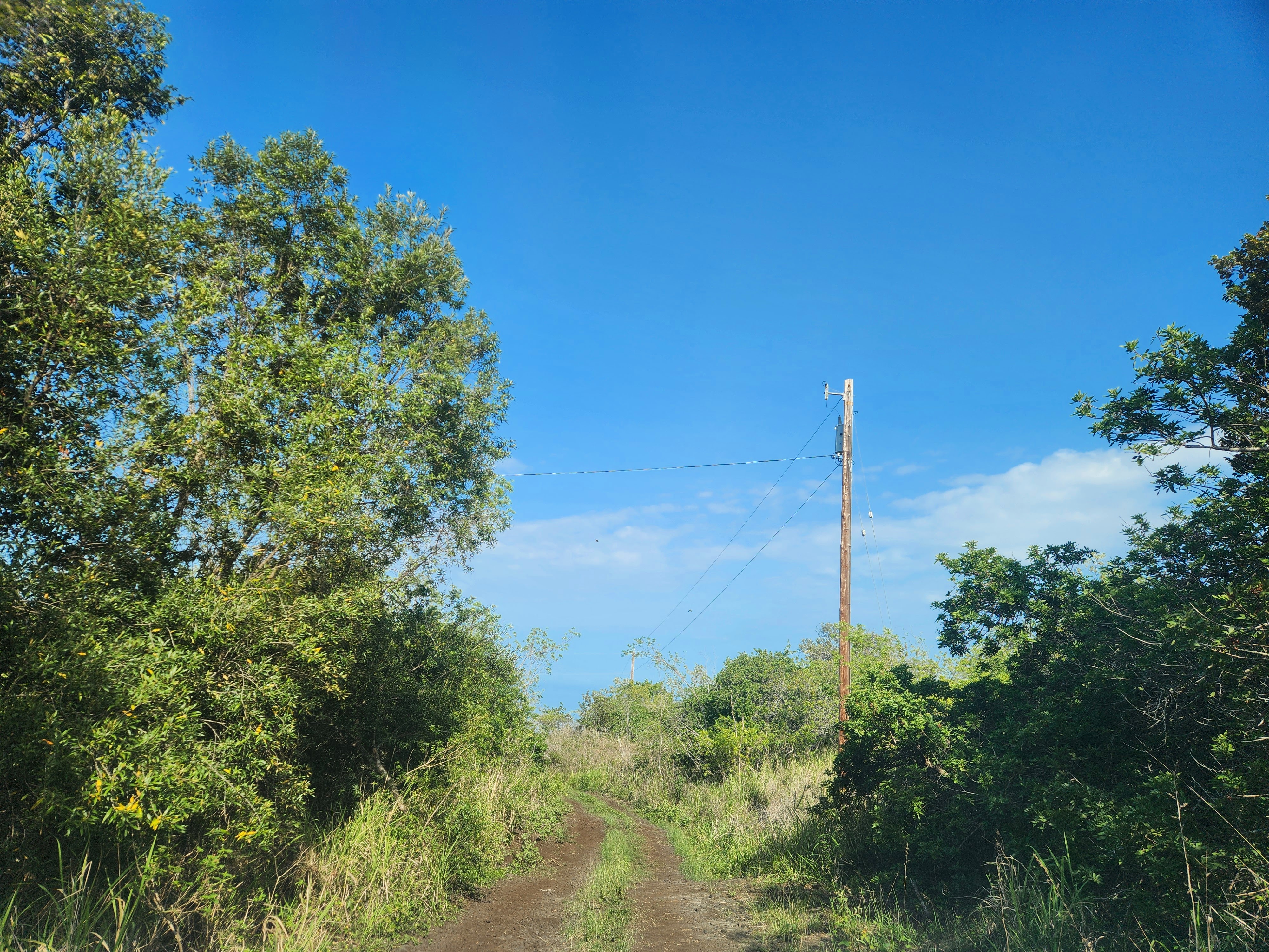 0 Th Captain Cook, HI 96704 - Photo 5 of 6 a view of a garden with a tree in the background
