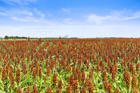 a view of ocean and green space