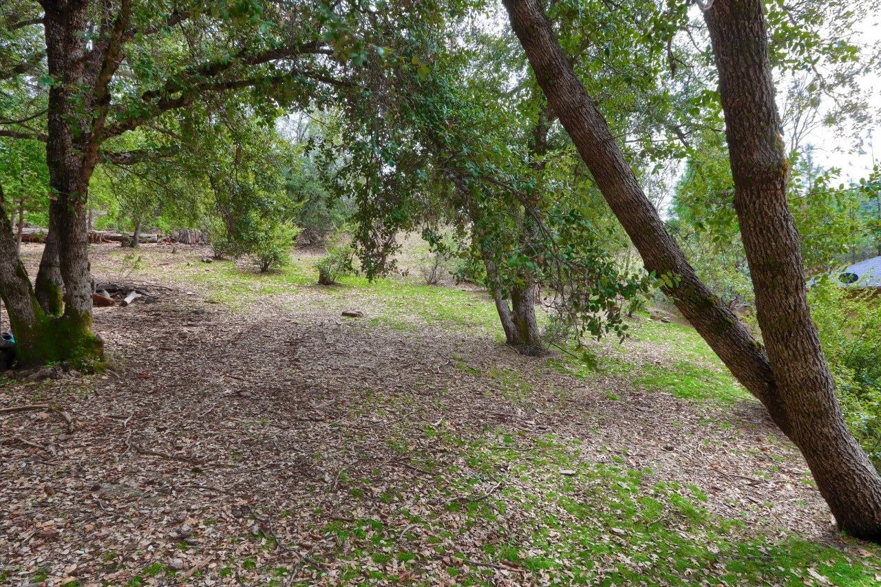 51973 Montgomery Drive Oakhurst, CA 93644 - Photo 43 of 50 a view of a yard with a tree