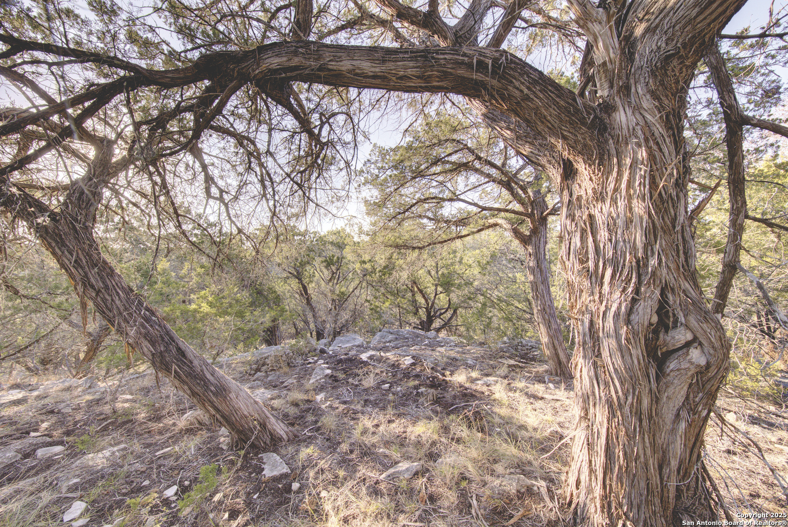 0 River Bend Road West Hunt, TX 78024 - Photo 25 of 55 a view of tree