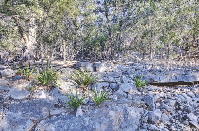 a backyard of a house with lots of trees