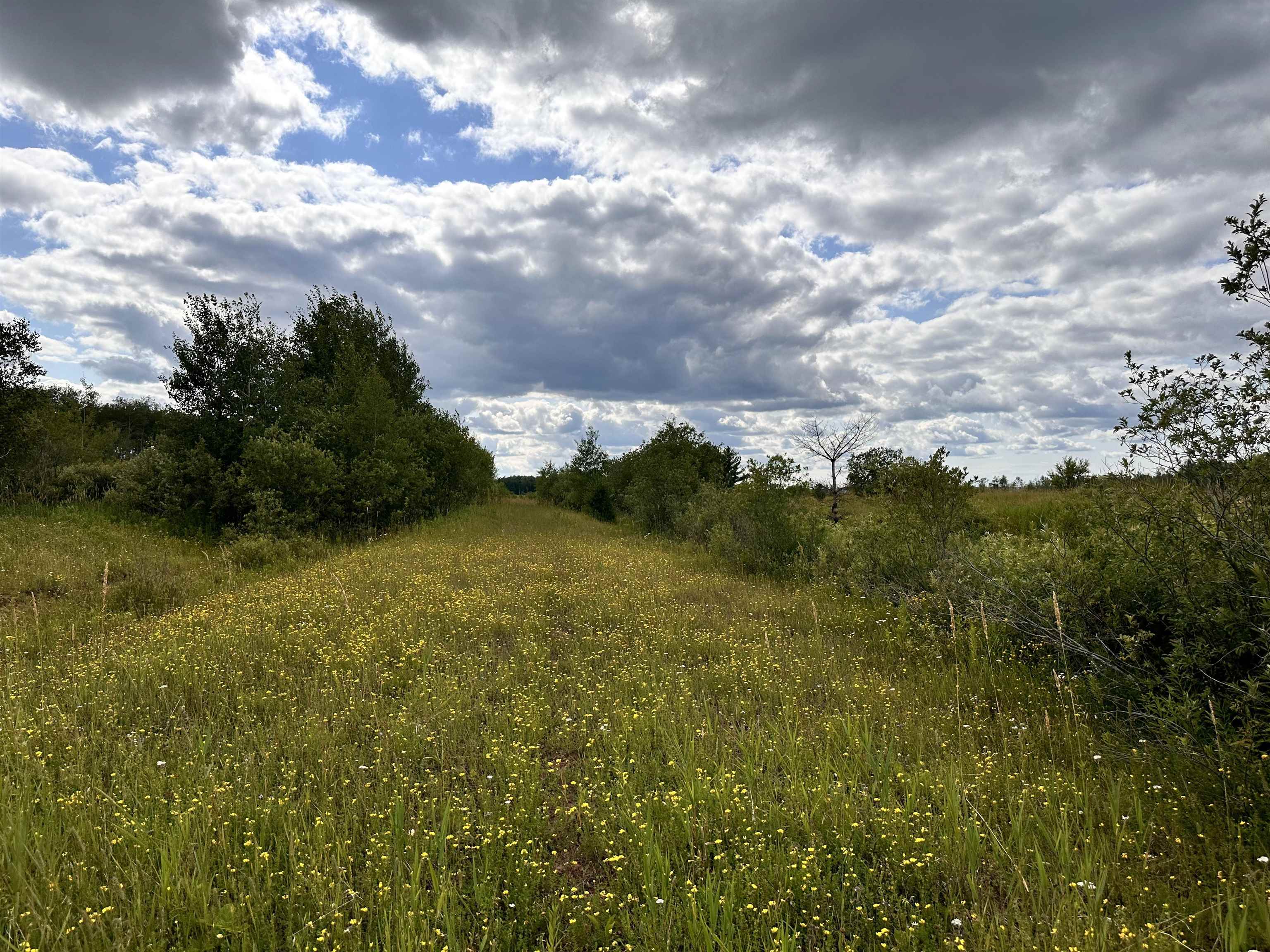 Xxx Curry Road Mason, WI 54856 - Photo 6 of 14 View of local wilderness