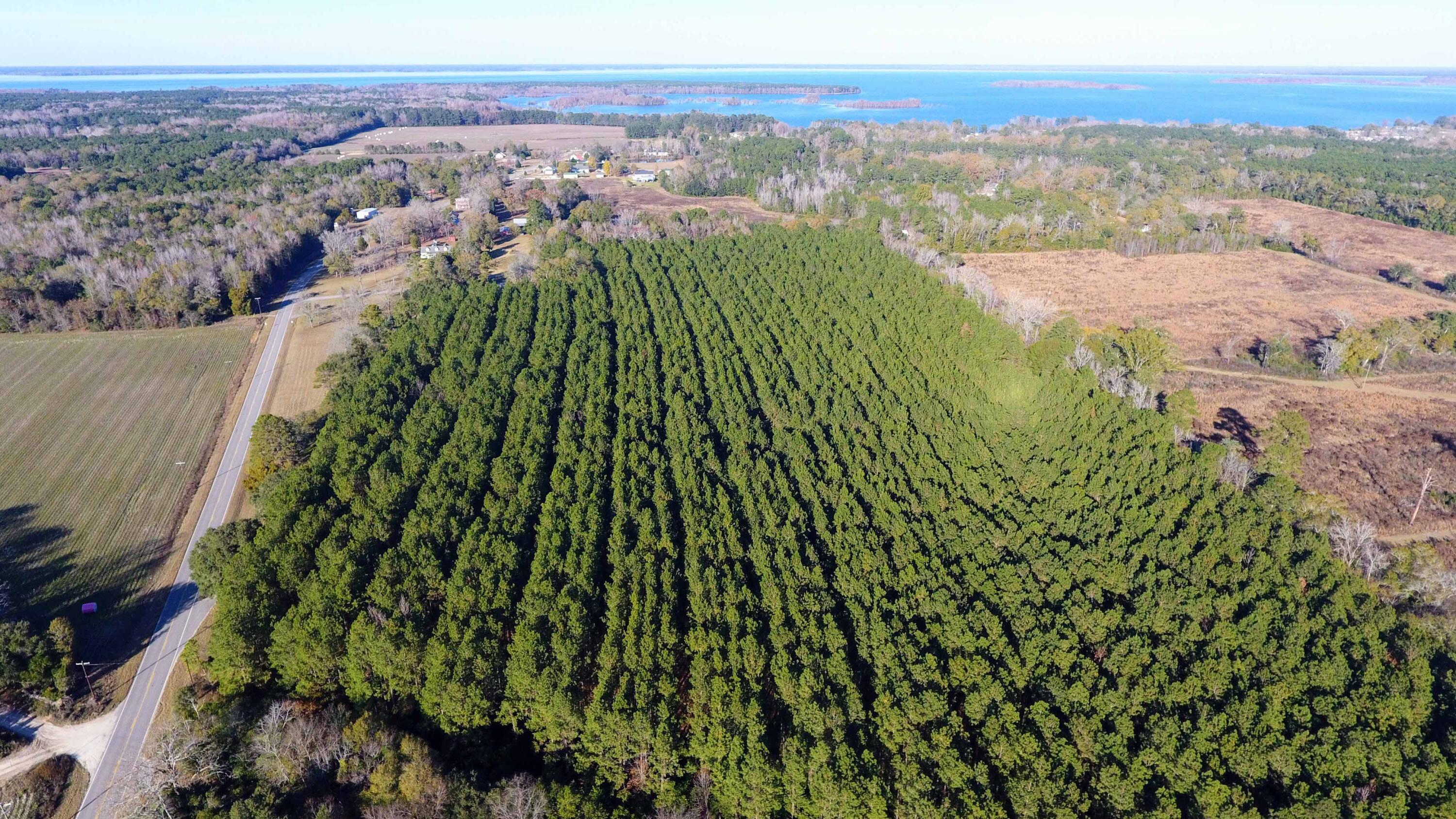 0 Rocks Pond (lot A) Road Eutawville, SC 29048 - Photo 3 of 6 DJI_0270 copy