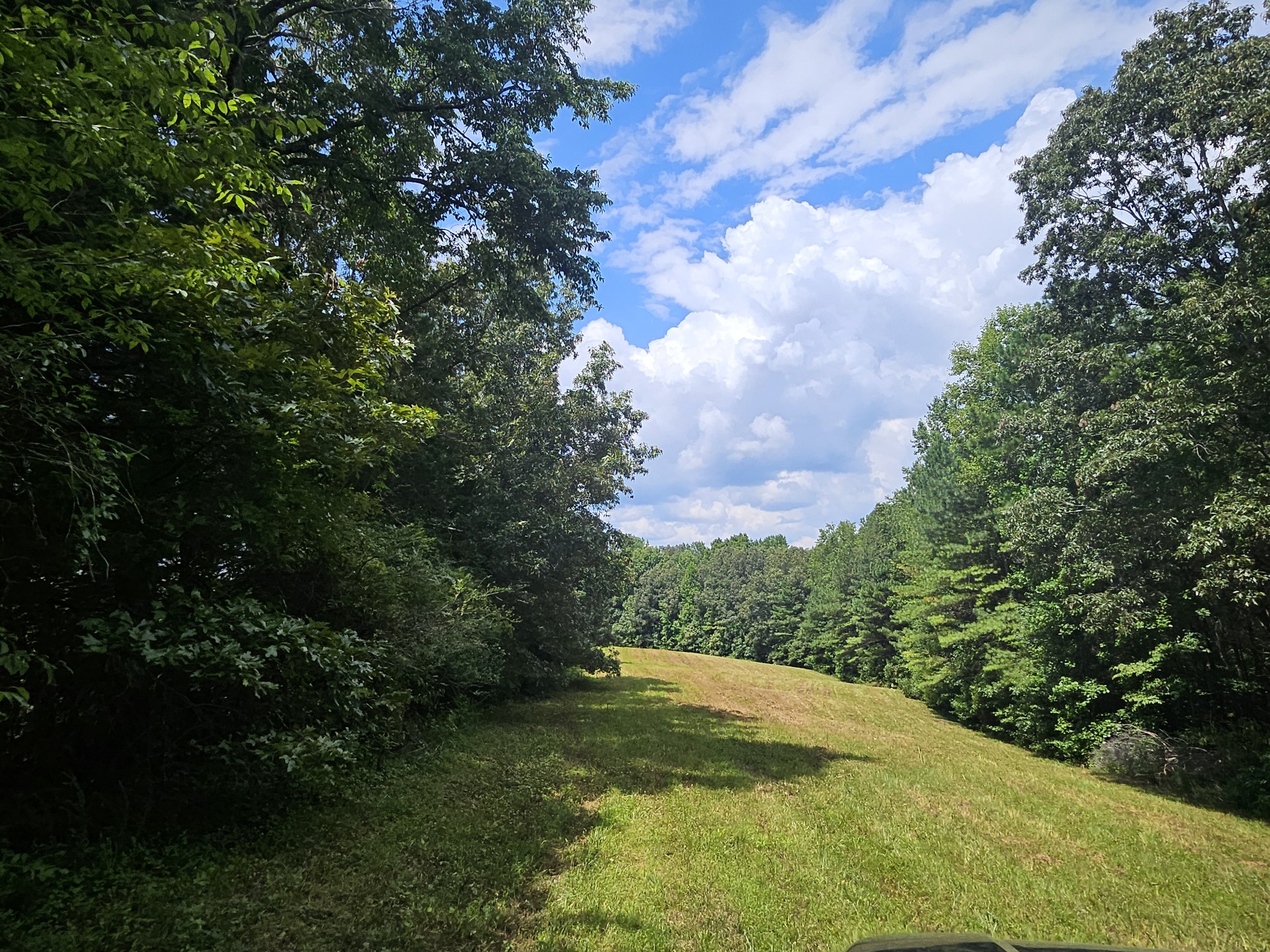 0 Young Ridge Road Sparta, TN 38583 - Photo 3 of 8 a view of a yard with plants and large trees