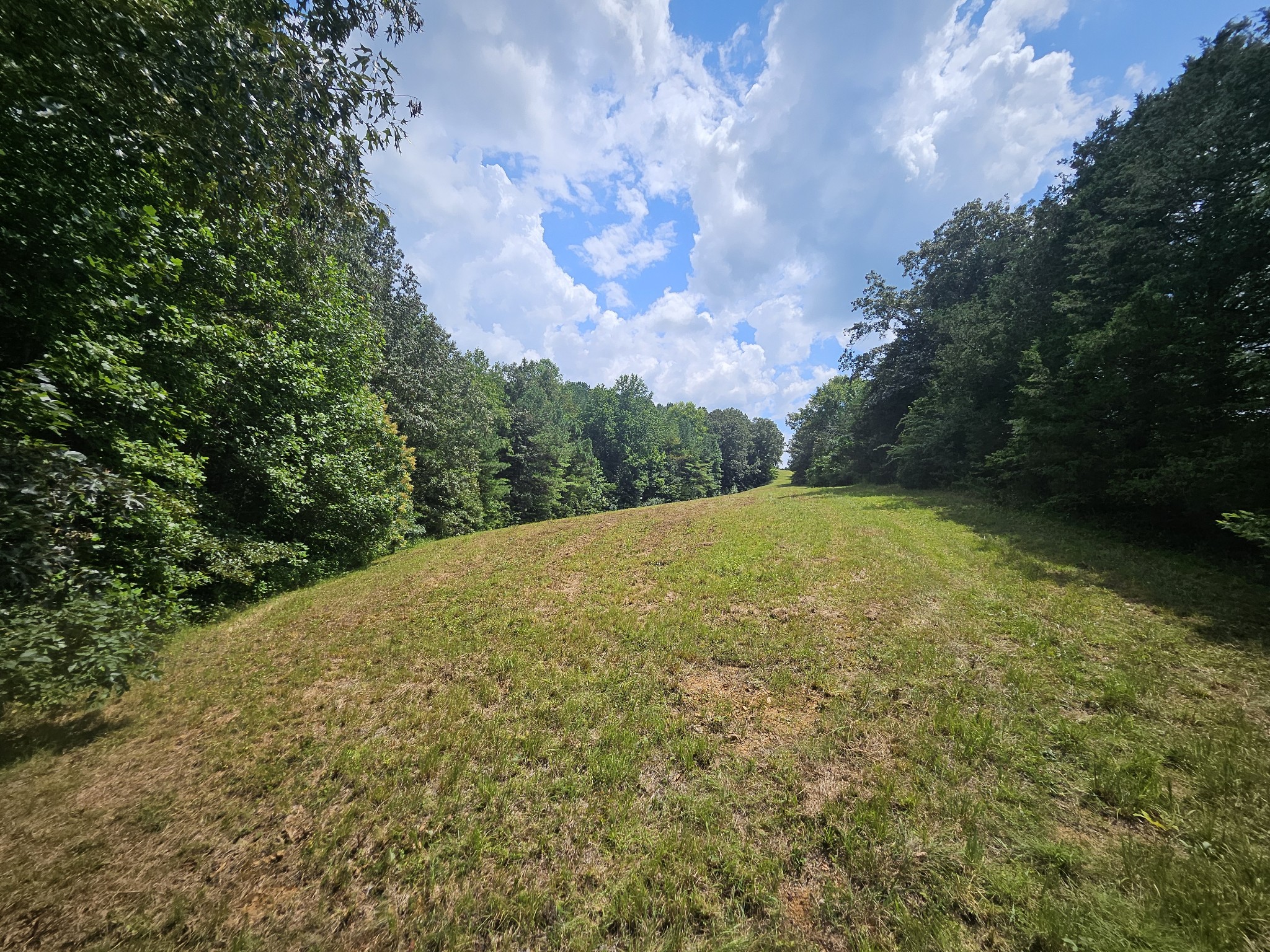 0 Young Ridge Road Sparta, TN 38583 - Photo 4 of 8 a view of a big yard with large trees
