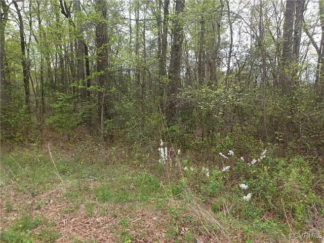 a view of a forest that has large trees