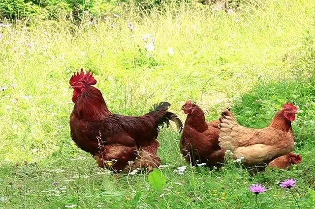 $10,000 | 218 1st Street, Georgetown, FL 32139