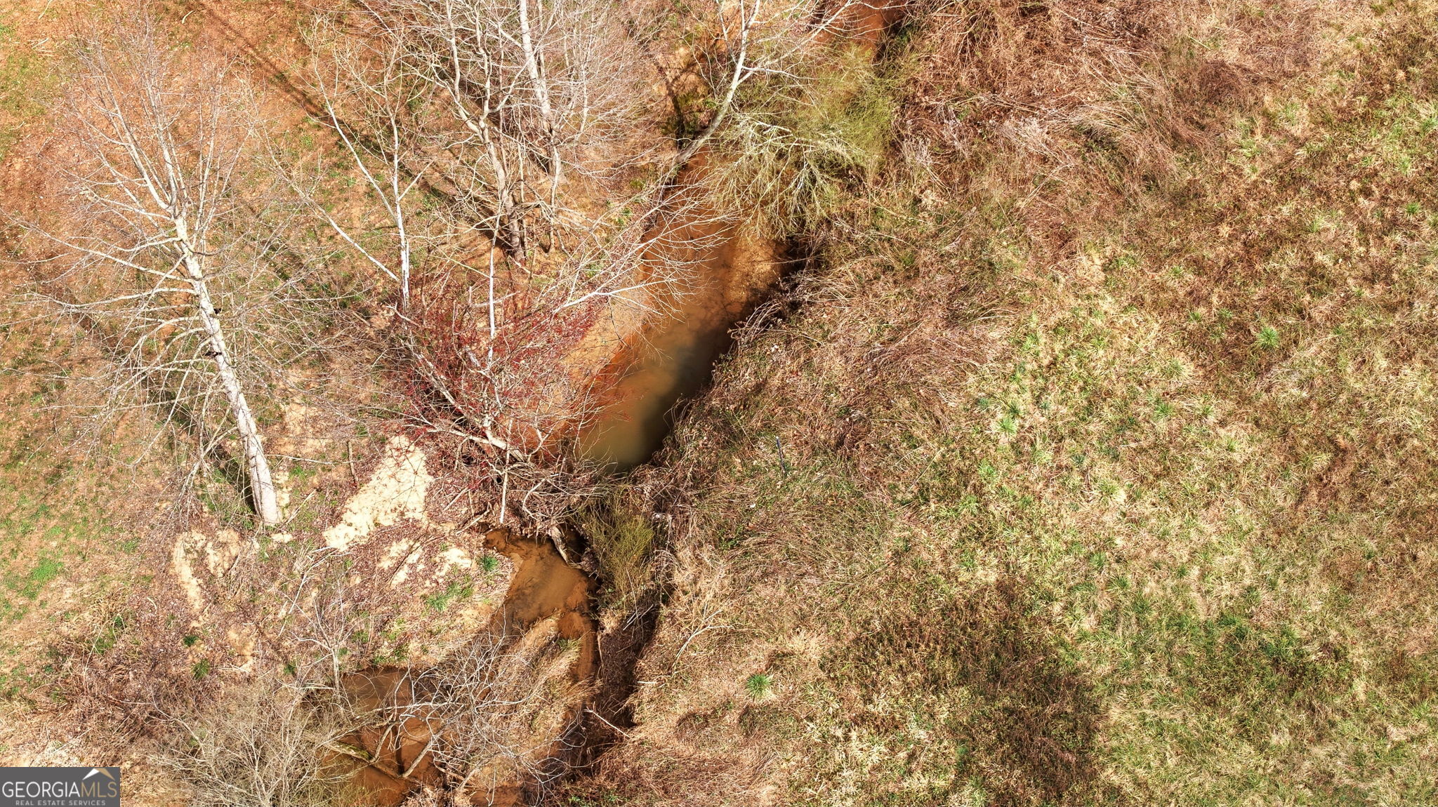 1429 Crumps Bridge Road Martin, GA 30557 - Photo 54 of 54 a close up of a tree