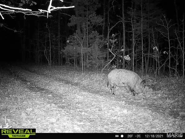 $199,000 | 0 Highway Bb Licking Mo 65542, Licking, MO 65542