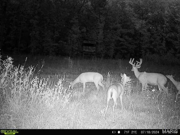 $199,000 | 0 Highway Bb Licking Mo 65542, Licking, MO 65542