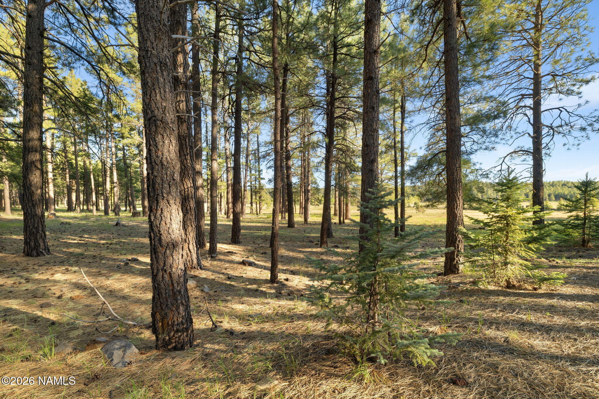 197 East Foxboro Road, Unit 7 Munds Park, AZ 86017 - Photo 38 of 66 Lot 7 Foxboro Ranch Estates