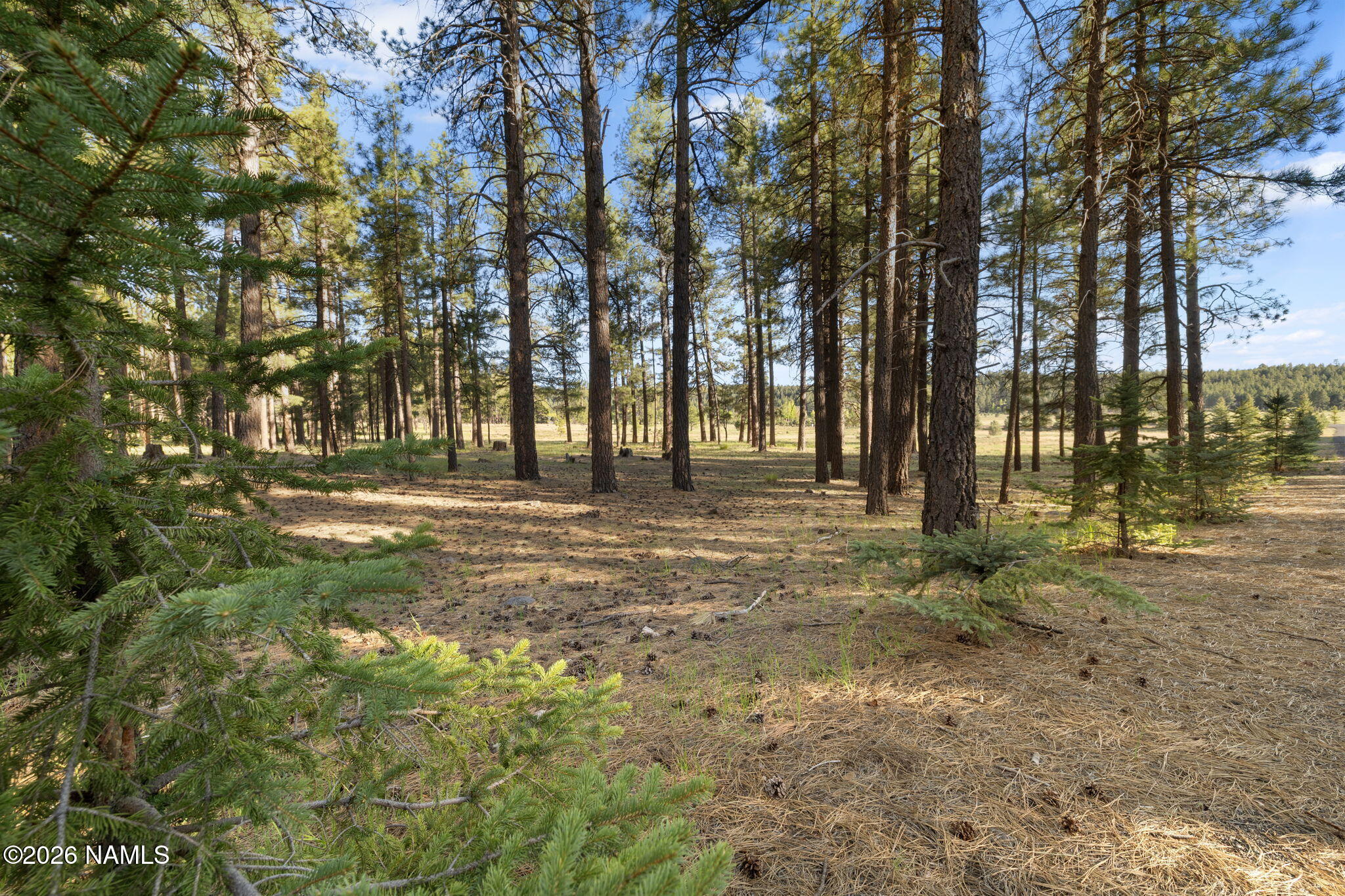 197 East Foxboro Road, Unit 7 Munds Park, AZ 86017 - Photo 40 of 66 Lot 7 Foxboro Ranch Estates