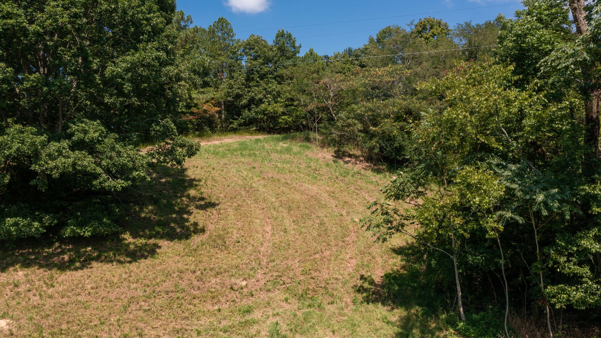 5430 Wiley Hollow Road Culleoka, TN 38451 - Photo 36 of 54 a view of a yard with plants and large trees