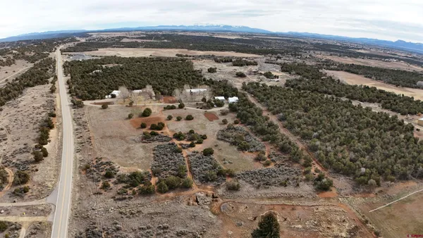 a view of a yard with plants and trees