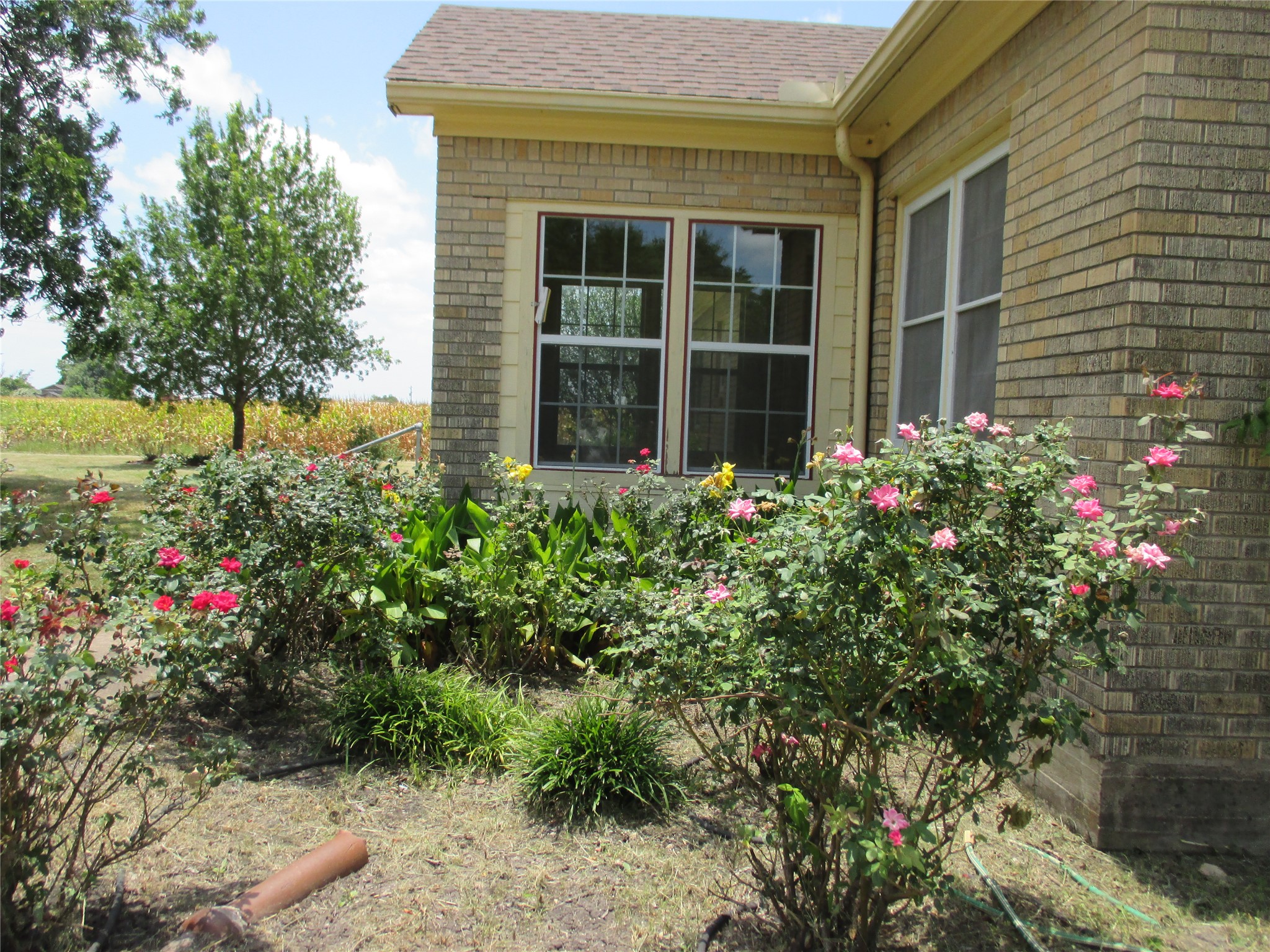 12610 Pecan School Road Bartlett, TX 76511 - Photo 19 of 21 A vibrant garden with blooming roses borders this classic brick residence, set against a distant agricultural field.