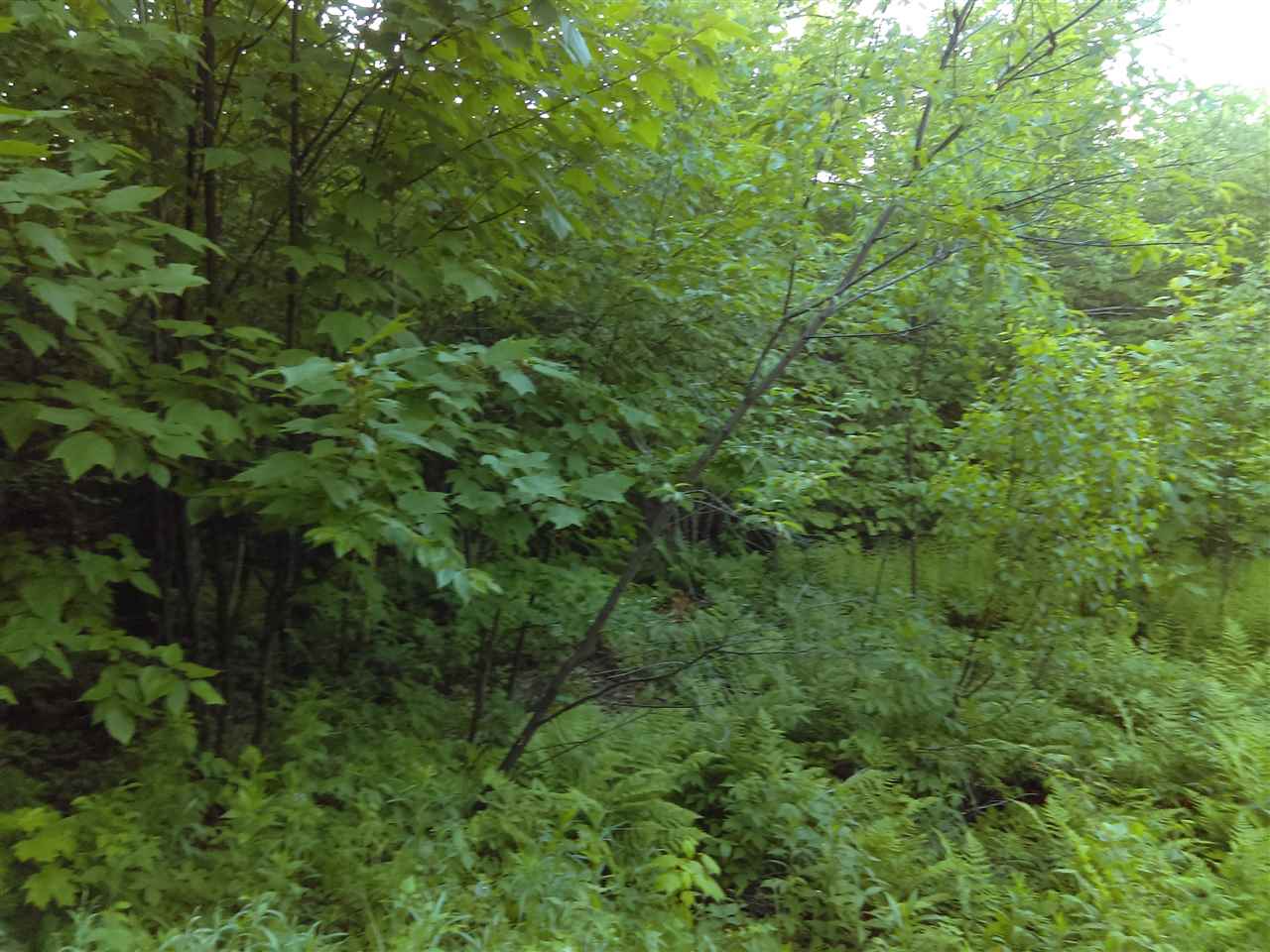 ** Bear Mountain Road Clarksville, NH 03592 - Photo 3 of 8 Gallery Image 3