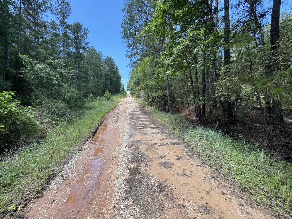 233 Flynn Lane Trinity, TX 75862 - Photo 3 of 4 a view of a dirt pathway both side of green trees